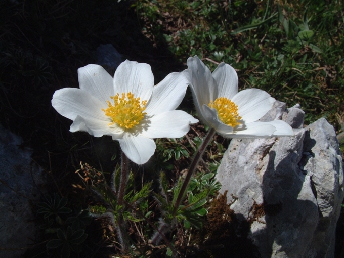 Pulsatilla alpina / Anemone alpino